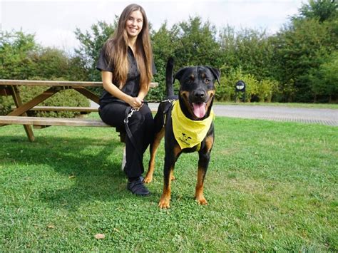 dogs trust snetterton for rehoming.